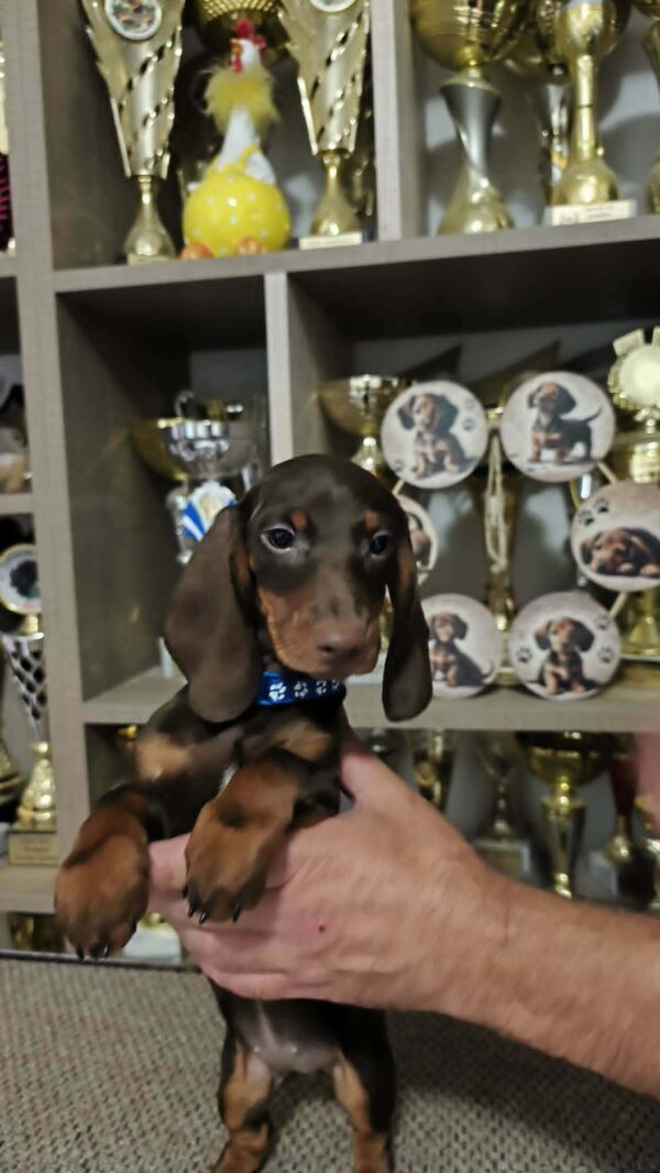 Daffy Dachshund Daffy Dachshund