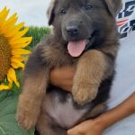 Dahlia-female-German-Shephard-puppy-for-sale-1