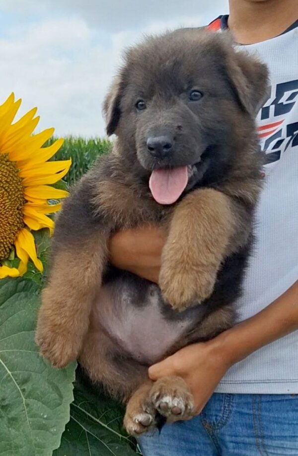 Dahlia German Shepherd Dahlia German Shepherd