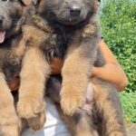Dahlia-female-German-Shephard-puppy-for-sale-2