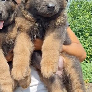 Dahlia German Shepherd Dahlia German Shepherd