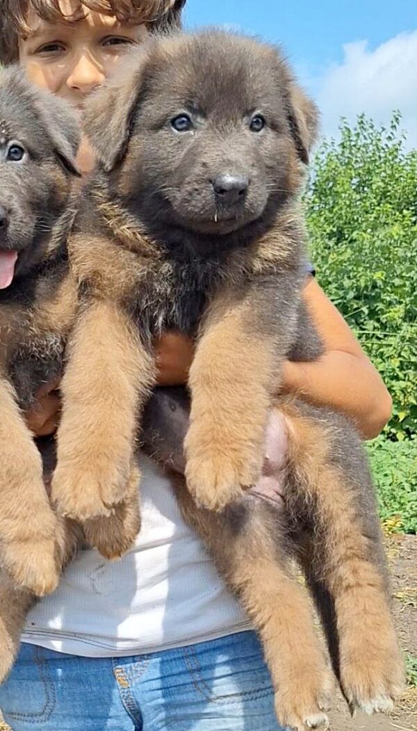 Dahlia German Shepherd Dahlia German Shepherd