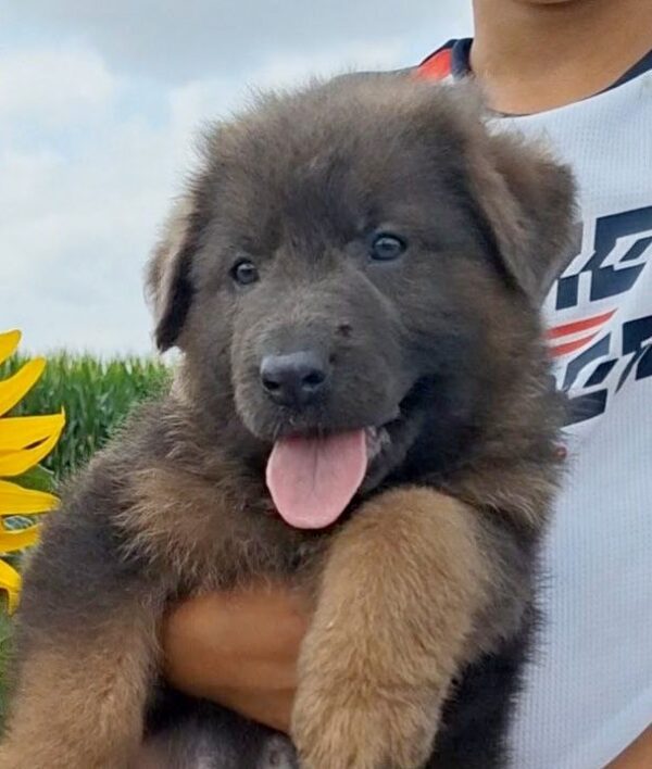Dahlia German Shepherd Dahlia German Shepherd