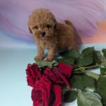 Dahlia-female-Maltipoo-puppy-for-sale-1