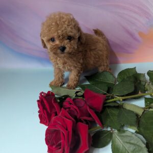 Dahlia Maltipoo Dahlia Maltipoo