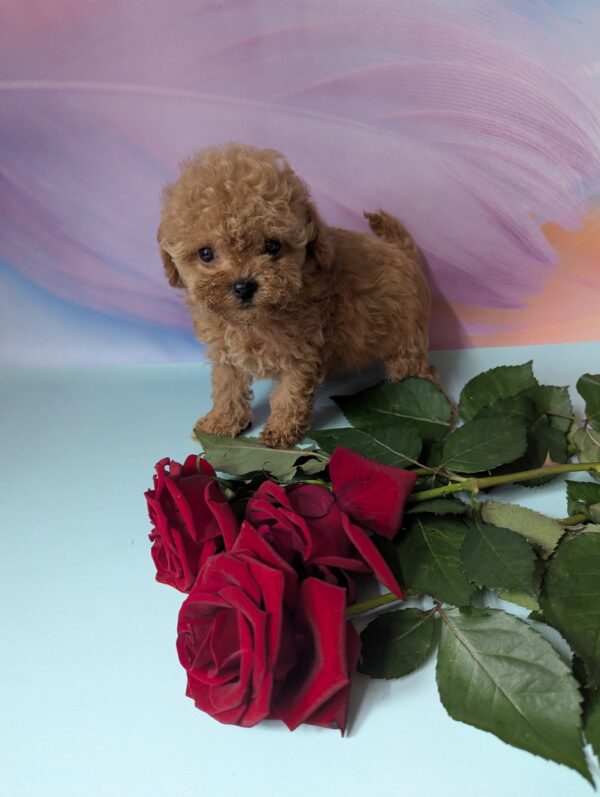 Dahlia Maltipoo Dahlia Maltipoo