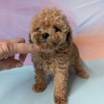Dahlia-female-Maltipoo-puppy-for-sale-2