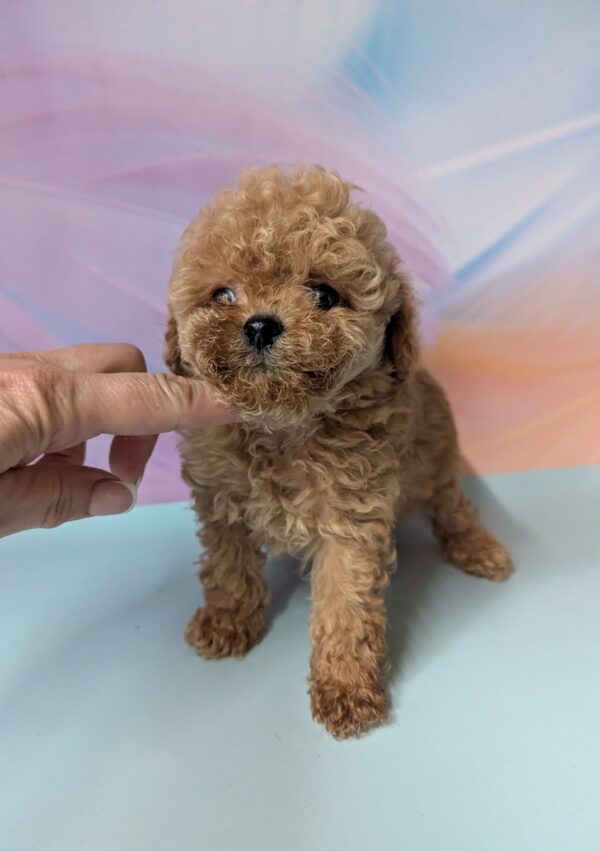 Dahlia Maltipoo Dahlia Maltipoo