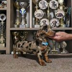 Dancer-male-dachshund-puppy-for-sale- (1)