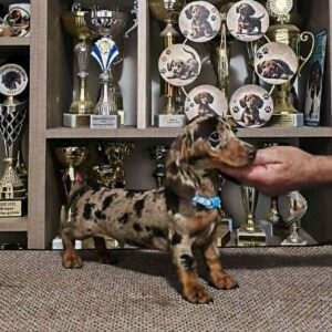 Dancer Dachshund Dancer Dachshund