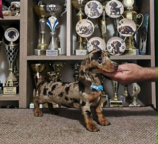 Dancer Dachshund Dancer Dachshund