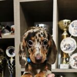 Dancer-male-dachshund-puppy-for-sale- (2)