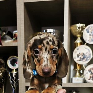Dancer Dachshund Dancer Dachshund