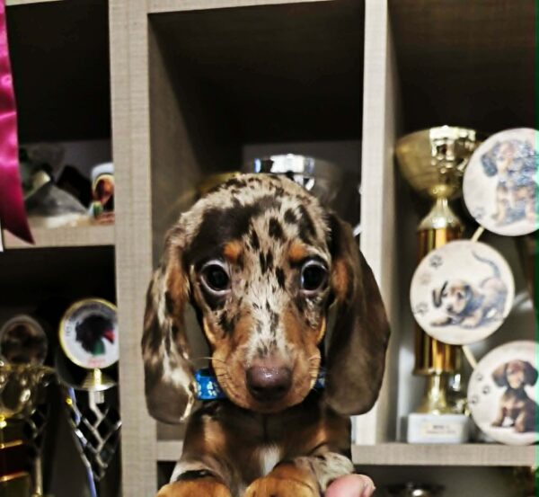 Dancer Dachshund Dancer Dachshund