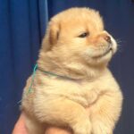 Dante-male-Chow-puppy-for sale-1