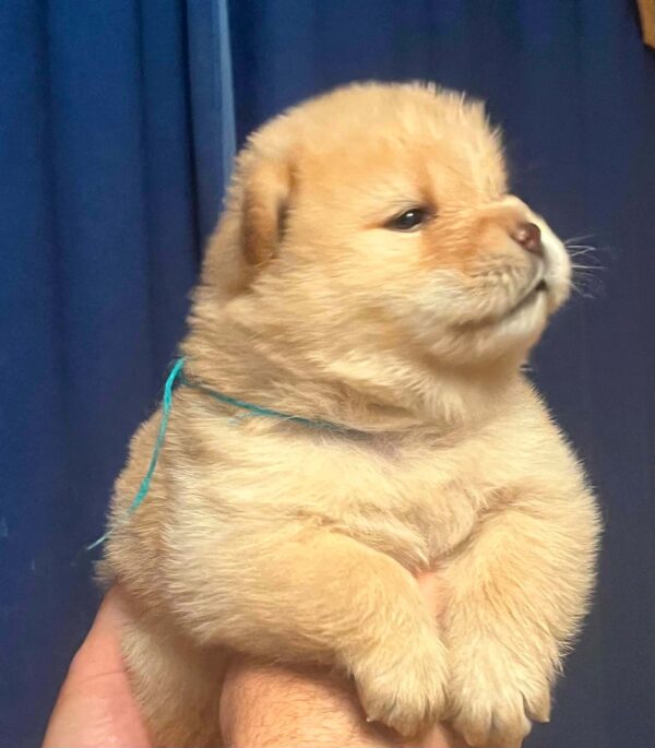Dante Chow-Chow Dante Chow-Chow