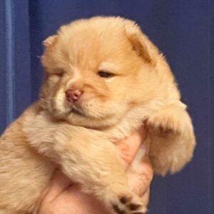 Dante Chow-Chow Dante Chow-Chow