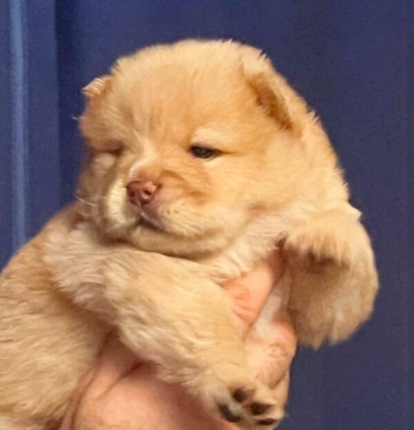 Dante Chow-Chow Dante Chow-Chow