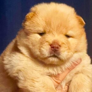 Dante Chow-Chow Dante Chow-Chow