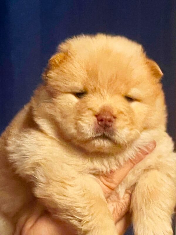 Dante Chow-Chow Dante Chow-Chow