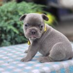 Dante-male-French-bulldog-puppy-for-sale-1