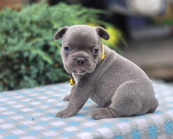 Dante French Bulldog Dante French Bulldog