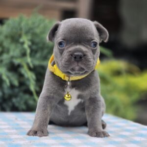 Dante French Bulldog Dante French Bulldog