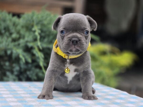Dante French Bulldog Dante French Bulldog