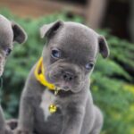 Dante-male-French-bulldog-puppy-for-sale-3