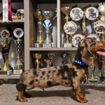 Dante-male-dachshund-puppy-for-sale- (1)