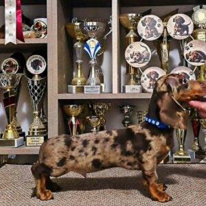 Dante Dachshund Dante Dachshund