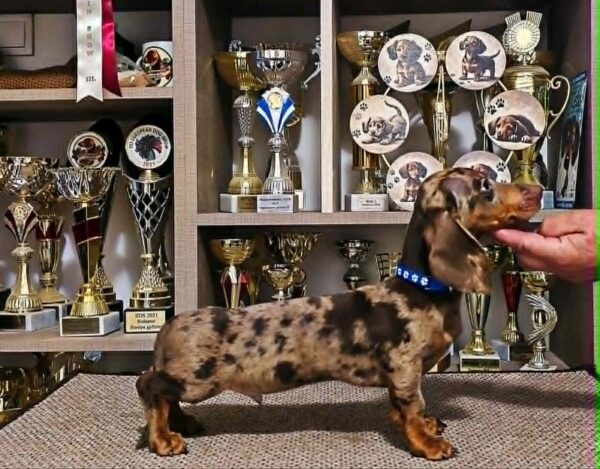 Dante Dachshund Dante Dachshund