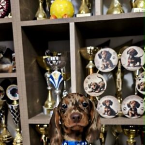 Dante Dachshund Dante Dachshund