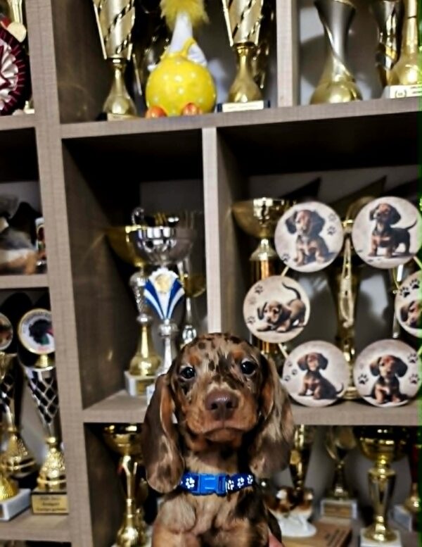 Dante Dachshund Dante Dachshund