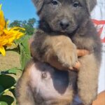 Darius-male-German-Shephard-puppy-for-sale-1
