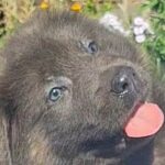 Darius-male-German-Shephard-puppy-for-sale-3