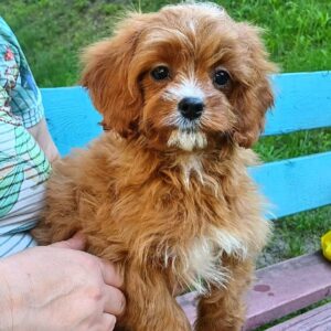 Dayan Cavapoo Dayan Cavapoo
