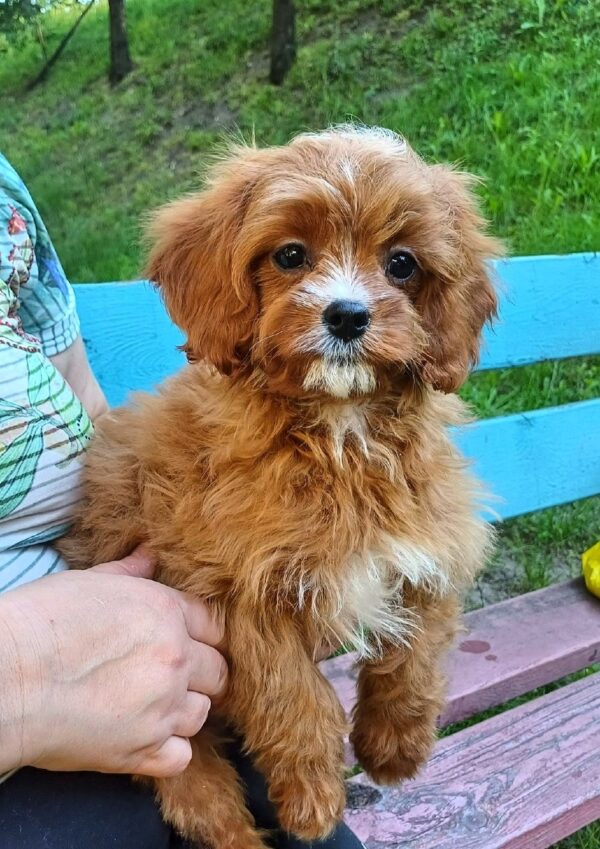 Dayan Cavapoo Dayan Cavapoo