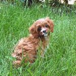 Dayan-male-Cavapoo-puppy-for-sale-2