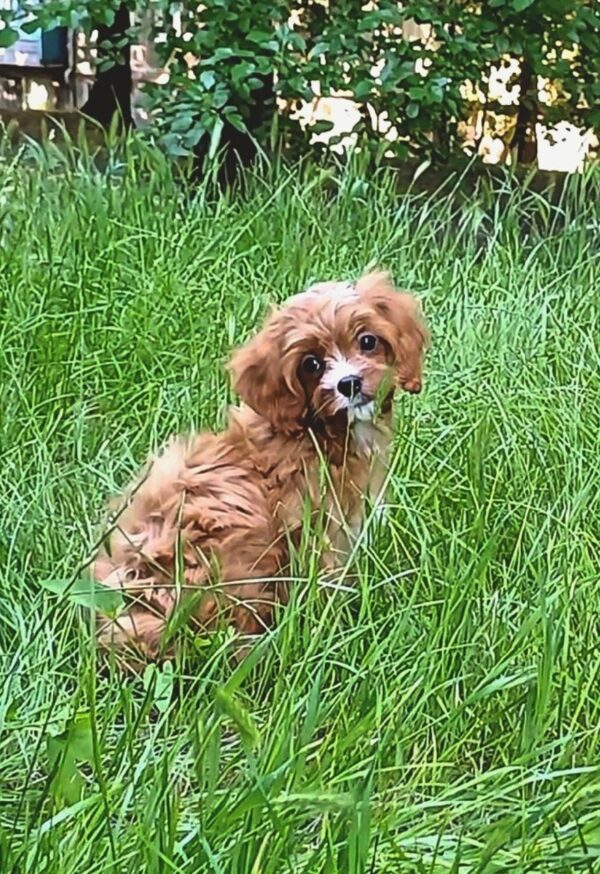 Dayan Cavapoo Dayan Cavapoo