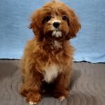 Dayan-male-Cavapoo-puppy-for-sale-3