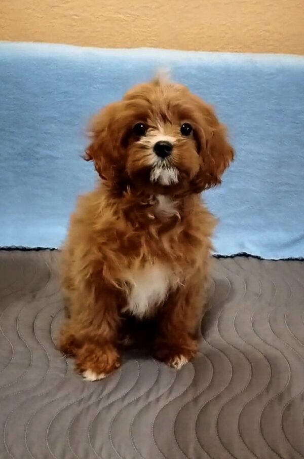 Dayan Cavapoo Dayan Cavapoo