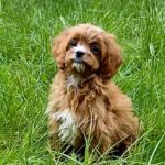 Dayan-male-Cavapoo-puppy-for-sale-4