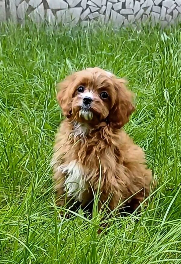 Dayan Cavapoo Dayan Cavapoo