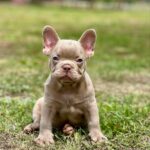 Dean-male-french-bulldog-puppy-for-sale-1