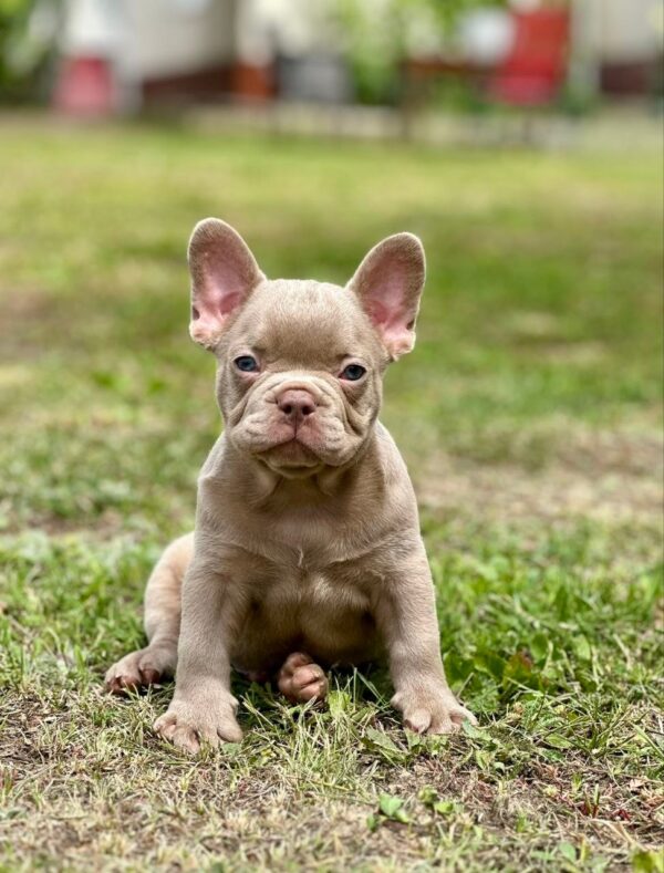 Dean French Bulldog Dean French Bulldog