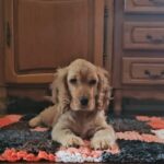 Debby-female-english-cocker-spaniel-puppy-for-sale- (1)