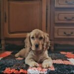Debby-female-english-cocker-spaniel-puppy-for-sale- (2)