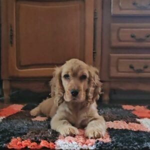 Debby English Cocker Spaniel Debby English Cocker Spaniel