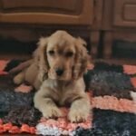 Debby-female-english-cocker-spaniel-puppy-for-sale- (3)
